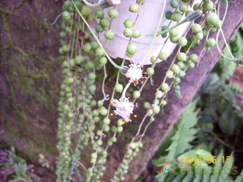 Una foto de Senecio rowleyanus