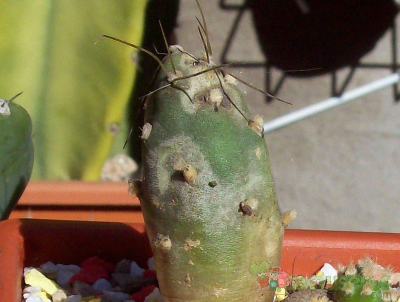 Una foto de Cumulopuntia boliviana