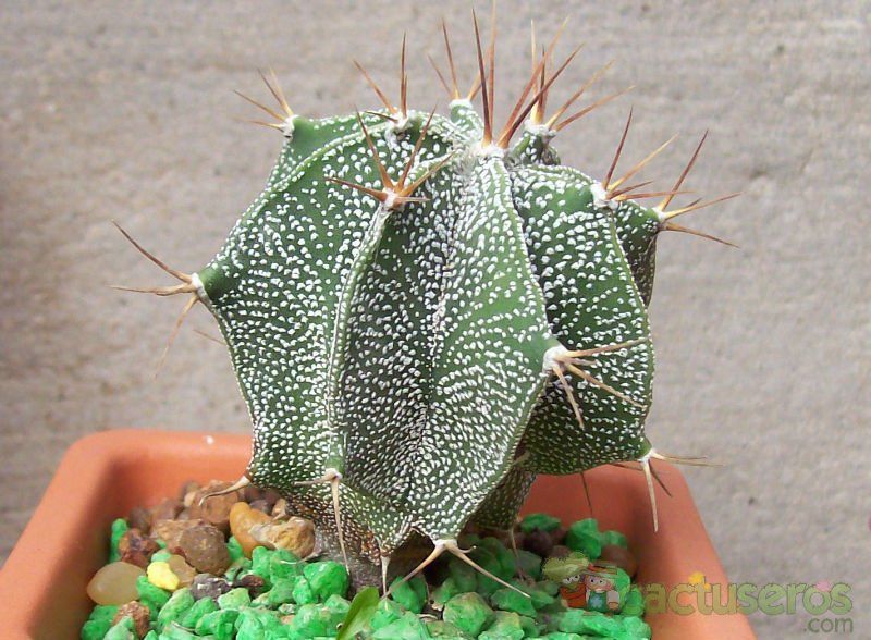 Una foto de Astrophytum ornatum