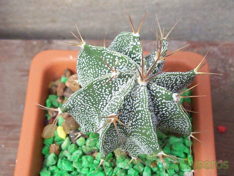 Una foto de Astrophytum ornatum