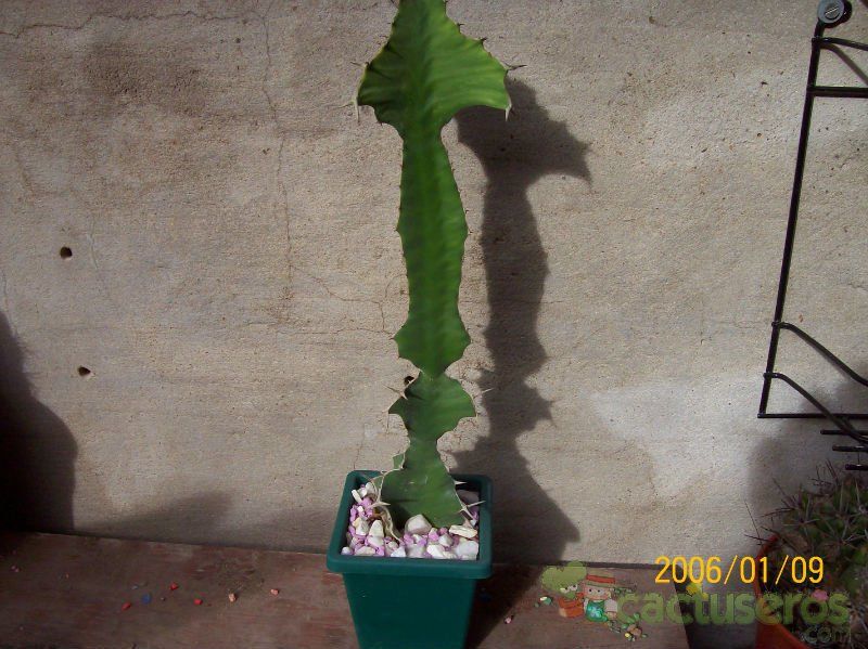 Una foto de Euphorbia breviarticulata  