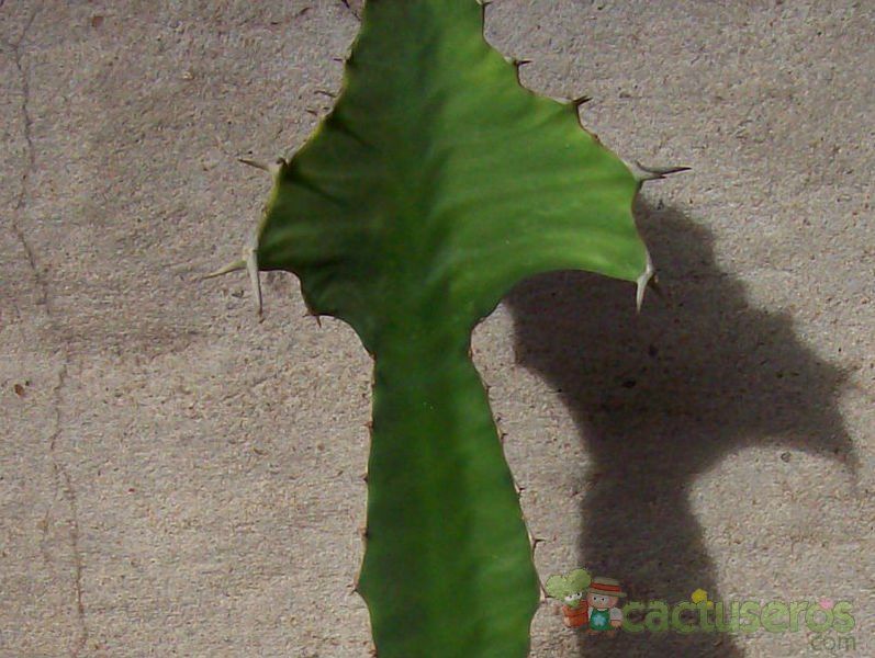 Una foto de Euphorbia breviarticulata  