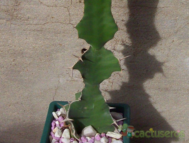 Una foto de Euphorbia breviarticulata  