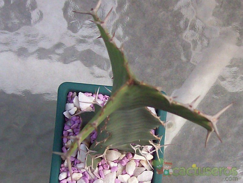 Una foto de Euphorbia breviarticulata  
