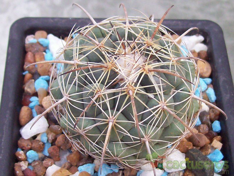 Una foto de Coryphantha retusa