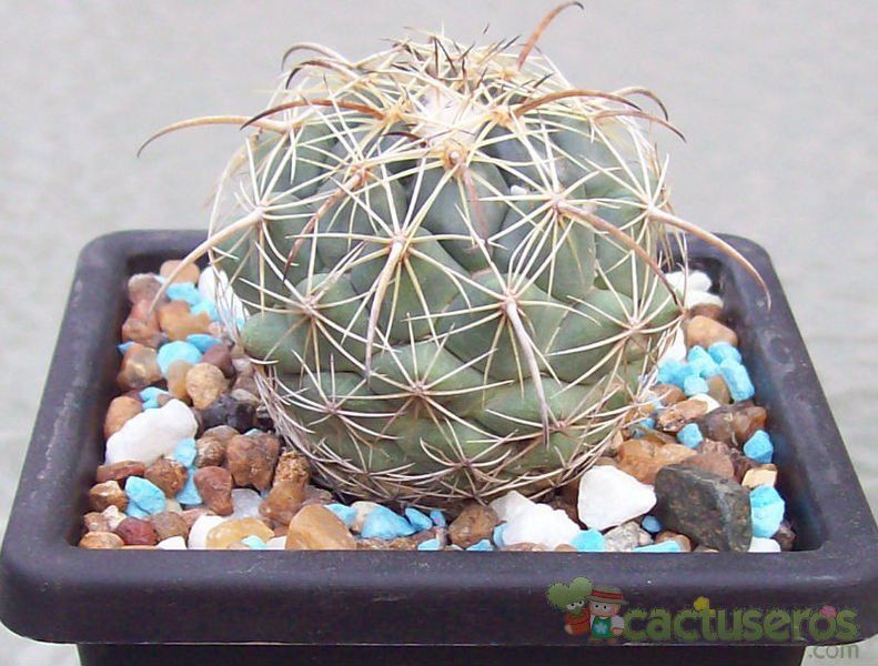 Una foto de Coryphantha retusa