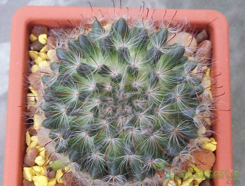 A photo of Mammillaria bocasana ssp. bocasana
