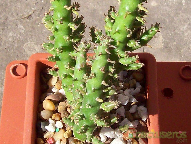 Una foto de Austrocylindropuntia subulata f. monstruosa