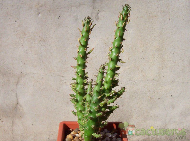 Una foto de Austrocylindropuntia subulata f. monstruosa