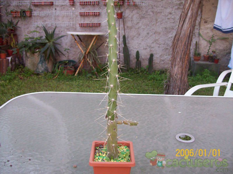 Una foto de Quiabentia verticillata