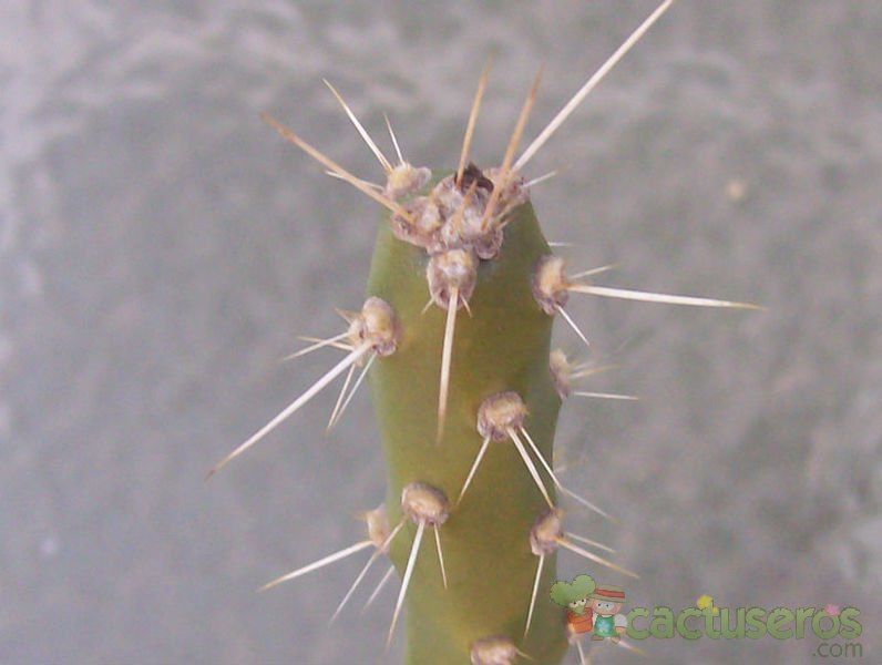 Una foto de Quiabentia verticillata