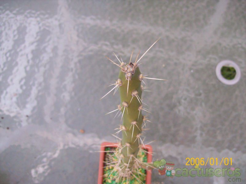 Una foto de Quiabentia verticillata