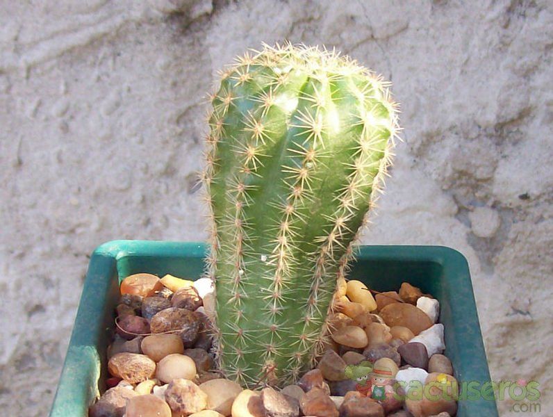 A photo of Echinopsis werdermannii