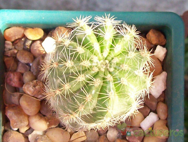A photo of Echinopsis werdermannii