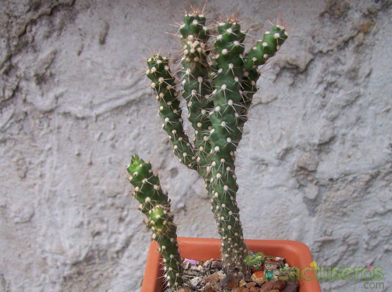 A photo of Corynopuntia vilis