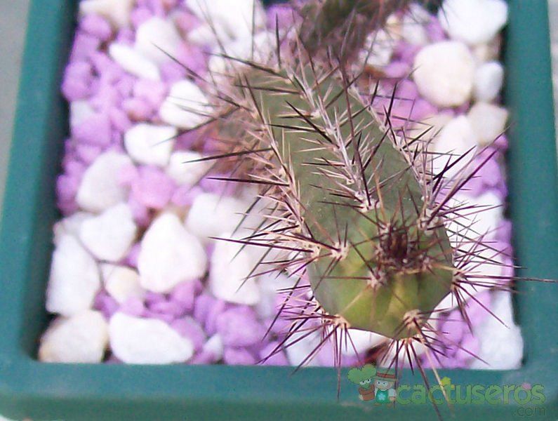 Una foto de Harrisia pomanensis