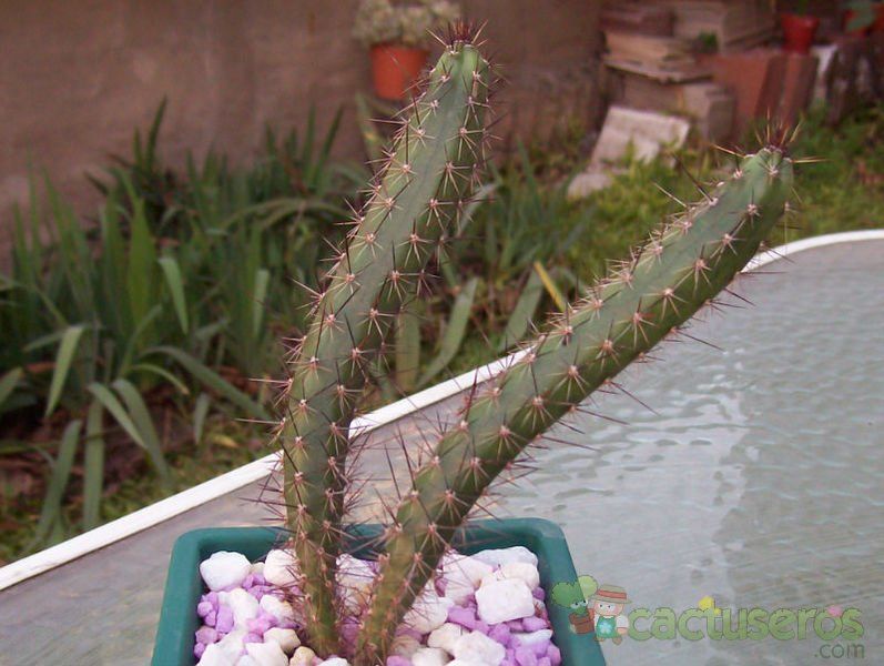 Una foto de Harrisia pomanensis