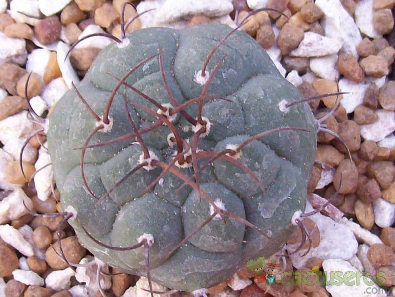 Una foto de Matucana madisoniorum