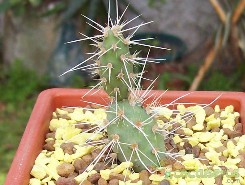 A photo of Opuntia fragilis
