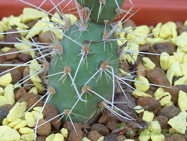 A photo of Opuntia fragilis