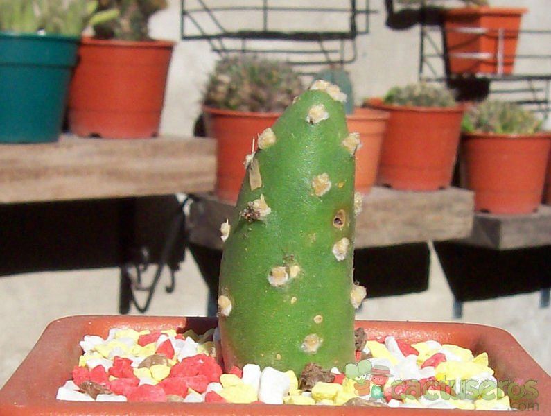 A photo of Cumulopuntia boliviana