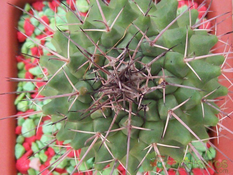 A photo of Mammillaria polythele ssp. obconella