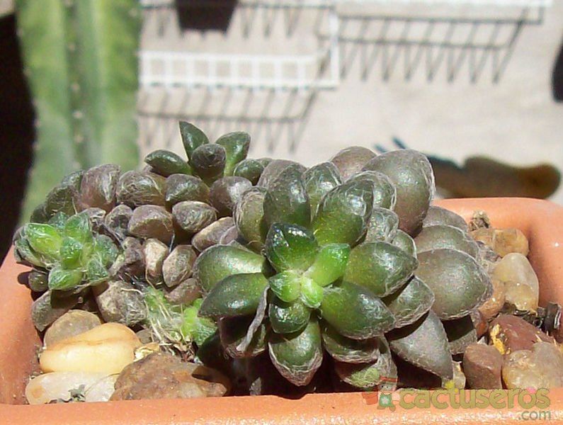 A photo of Anacampseros filamentosa