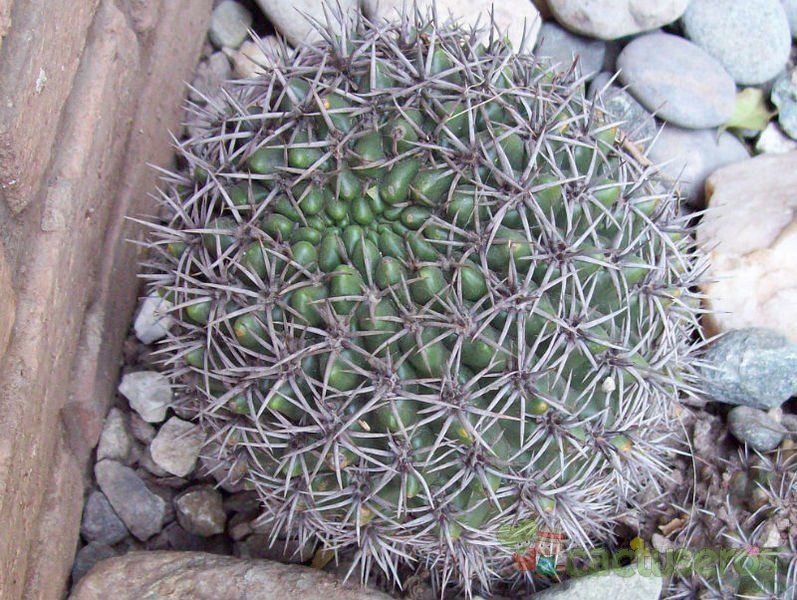 Una foto de Gymnocalycium monvillei subsp. horridispinum