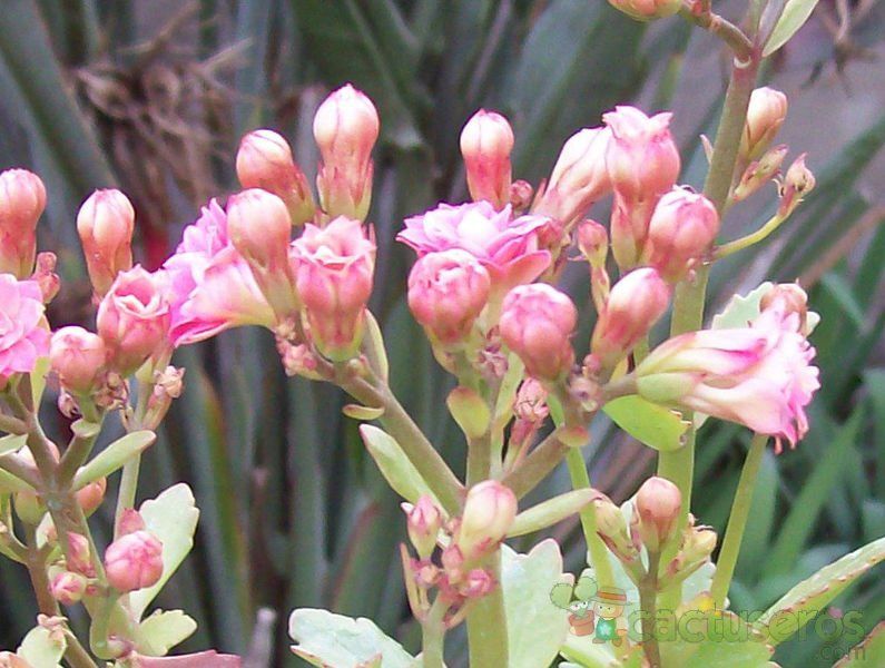 Una foto de Kalanchoe blossfeldiana