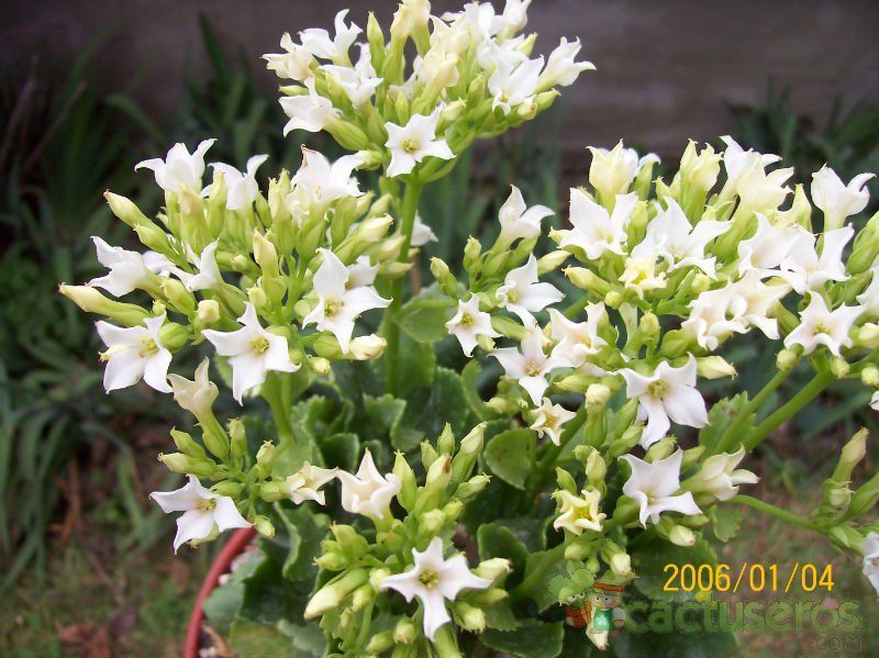 Una foto de Kalanchoe blossfeldiana