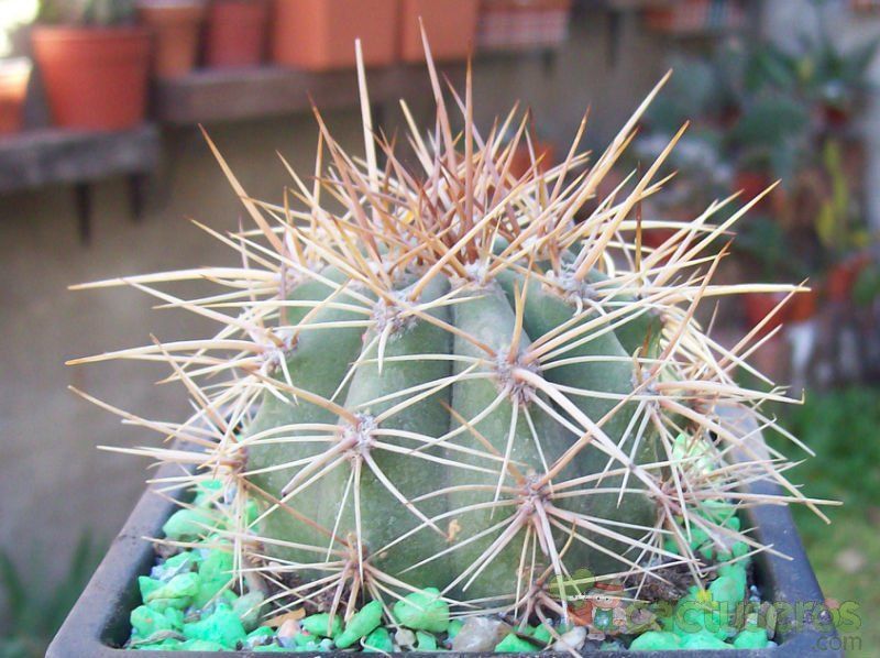 Una foto de Echinopsis atacamensis