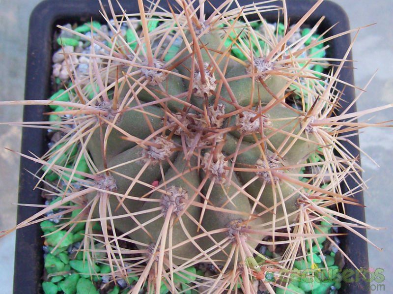 Una foto de Echinopsis atacamensis