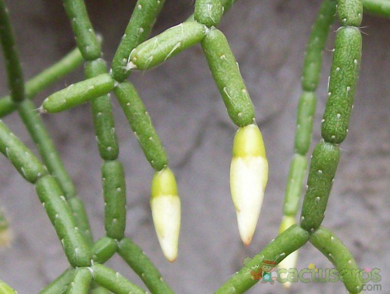 Una foto de Rhipsalis cereuscula