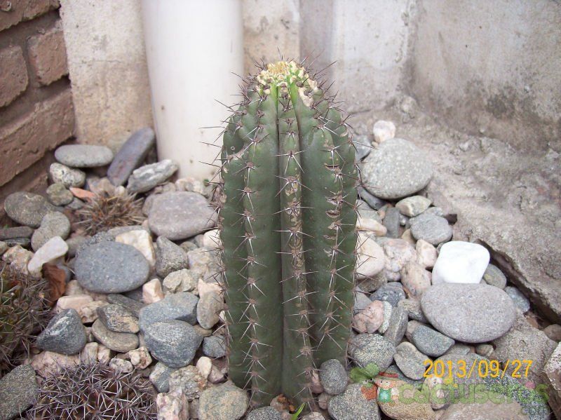 A photo of Cereus peruvianus