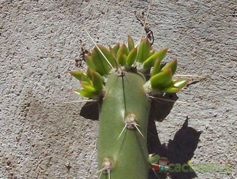 Una foto de Quiabentia verticillata