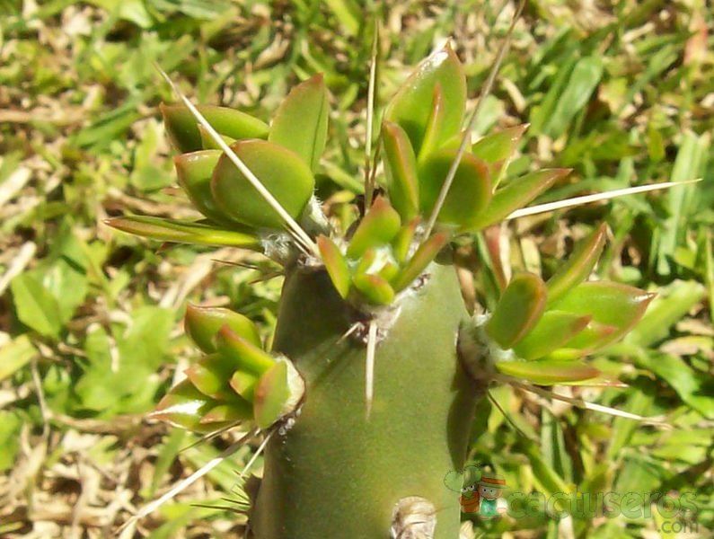 Una foto de Quiabentia verticillata