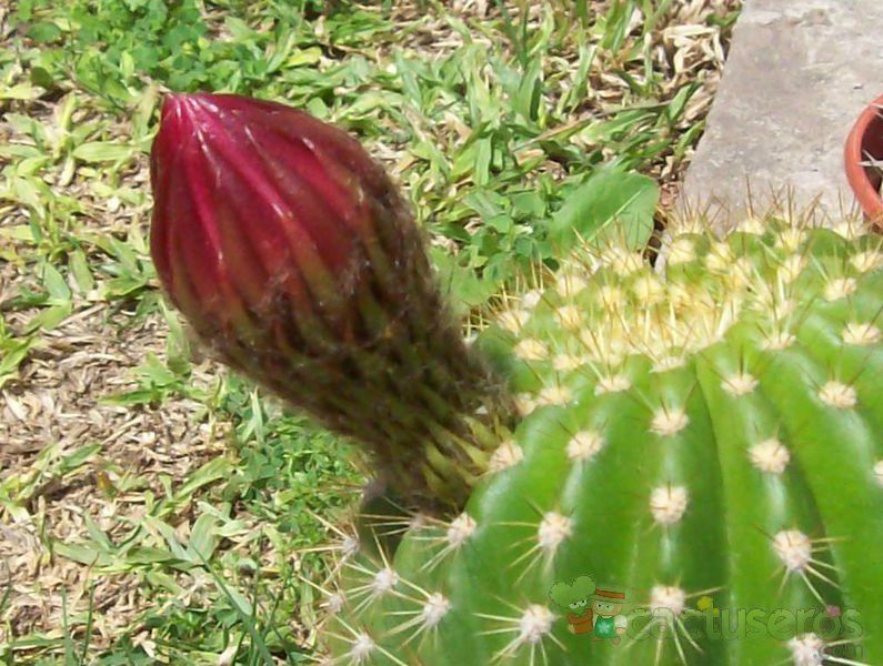 Una foto de Echinopsis schickendantzii