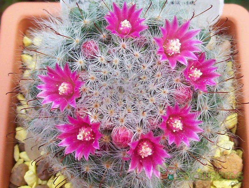 A photo of Mammillaria bocasana ssp. bocasana