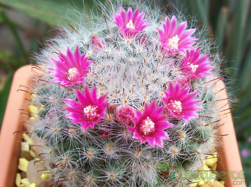 A photo of Mammillaria bocasana ssp. bocasana