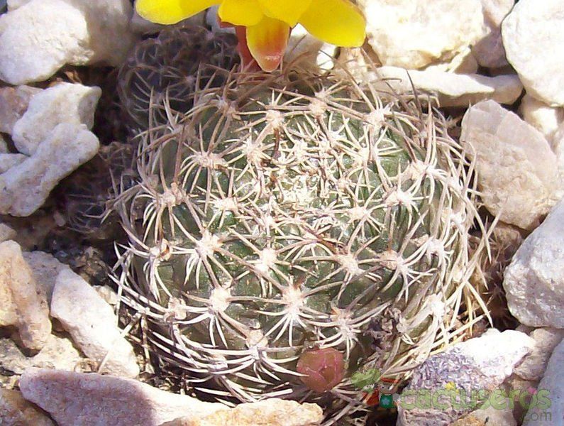 Una foto de Sulcorebutia breviflora