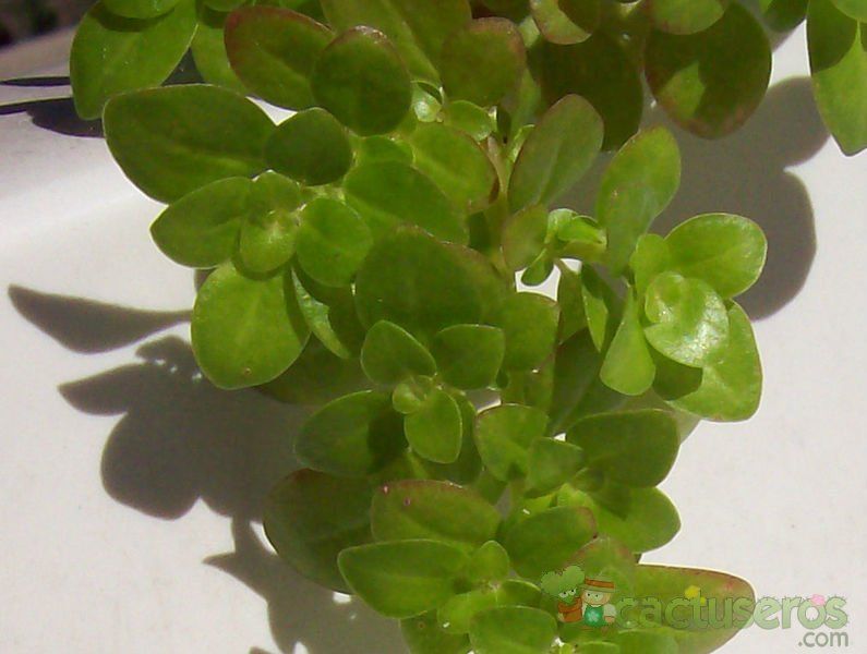 Una foto de Pilea microphylla