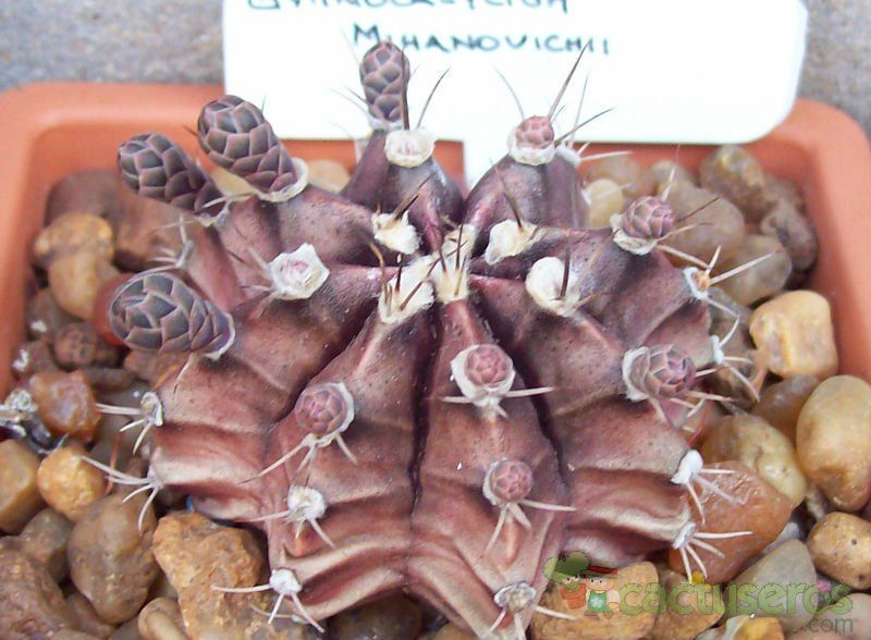 A photo of Gymnocalycium mihanovichii