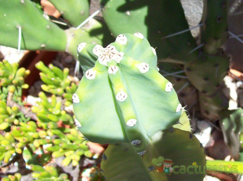 Una foto de Cereus hildmannianus