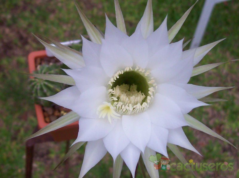 Una foto de Echinopsis rhodotricha