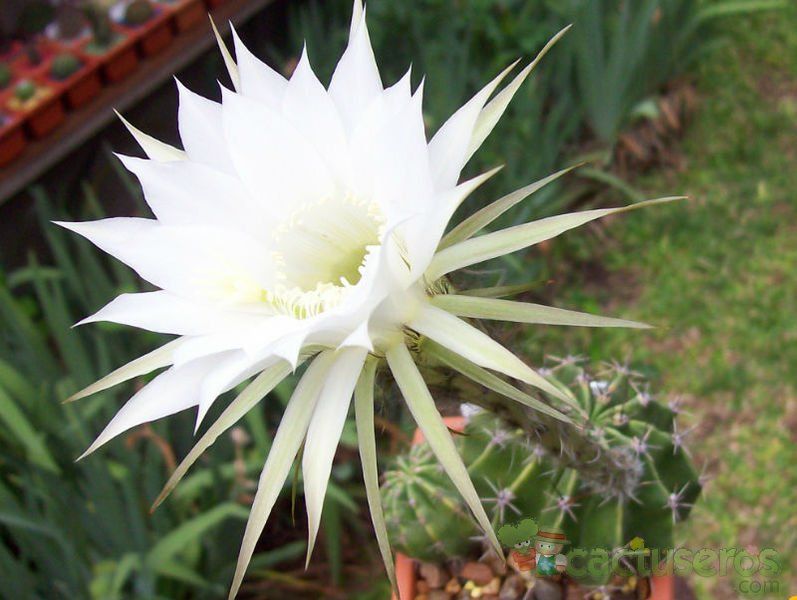 Una foto de Echinopsis rhodotricha