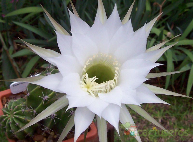 Una foto de Echinopsis rhodotricha