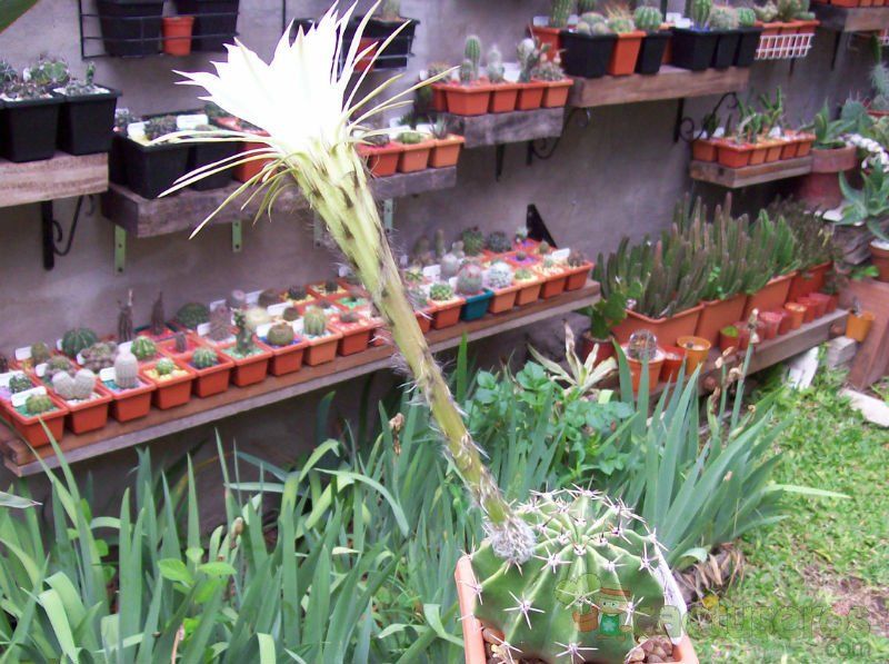 Una foto de Echinopsis rhodotricha