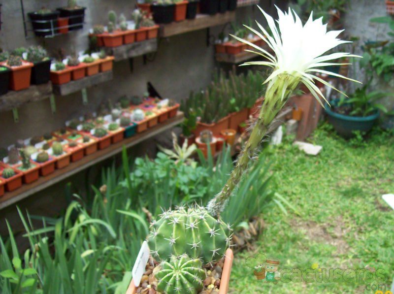 Una foto de Echinopsis rhodotricha