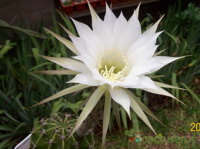 Una foto de Echinopsis rhodotricha