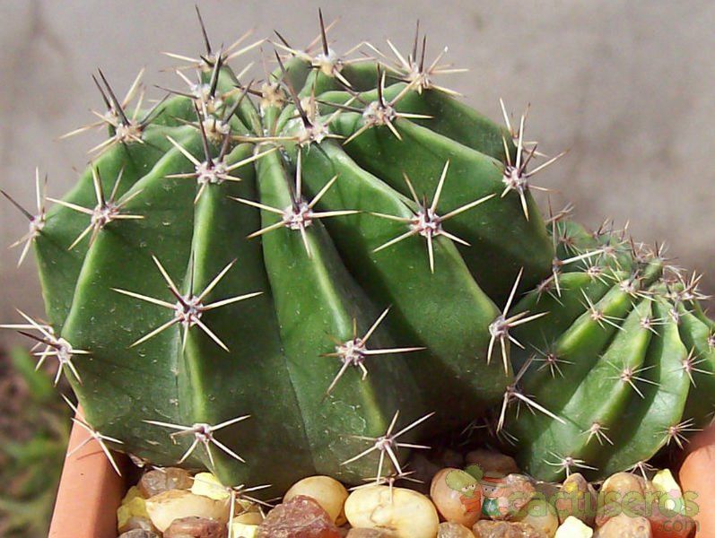 Una foto de Echinopsis rhodotricha